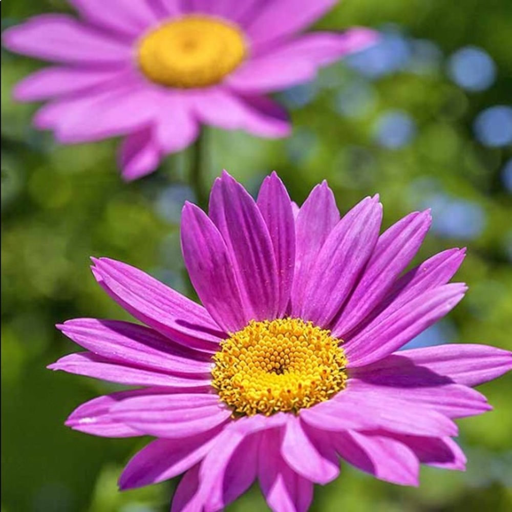 Meet your Posher, Wanda l